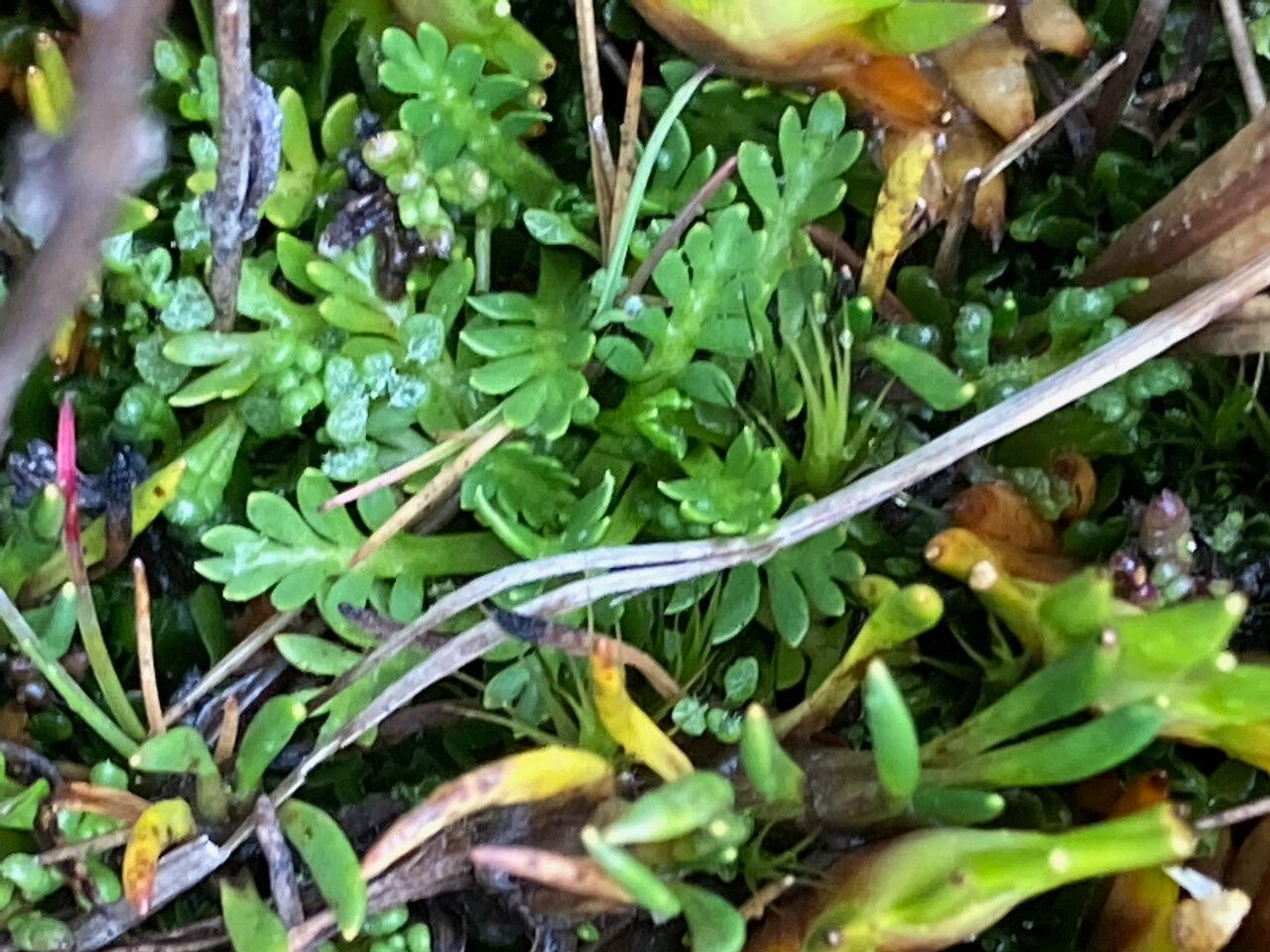 Soliva mexicana leaf