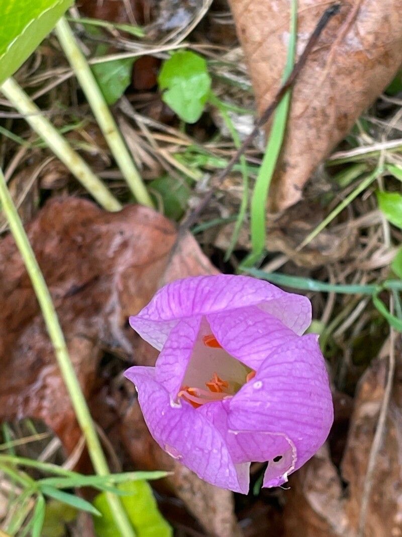 Crocus speciosus flower