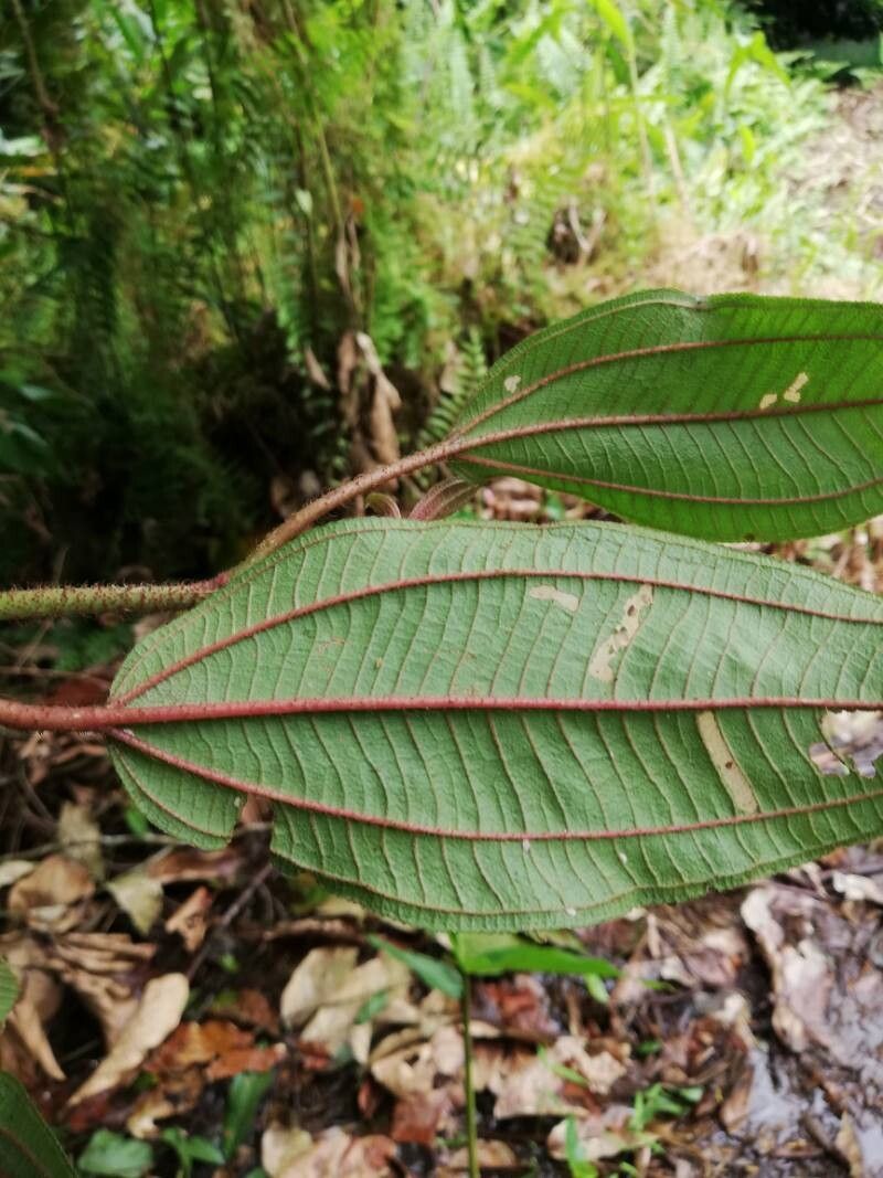 Dichaetanthera africana — related species from the same genus