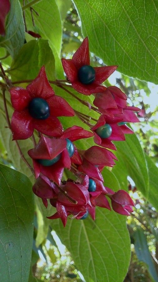 Clerodendron trichotomum fruit