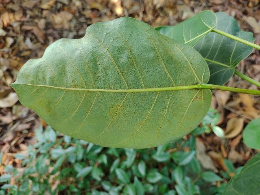 Ficus guaranitica leaf