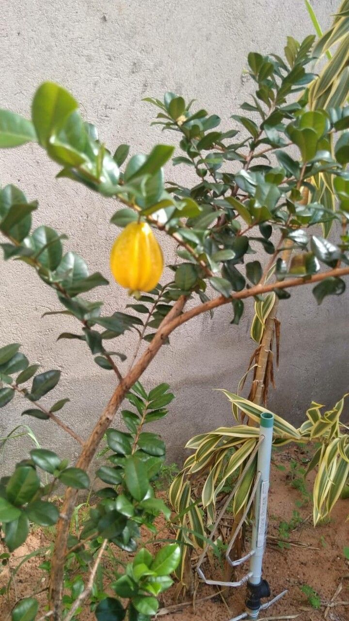 Eugenia selloi fruit