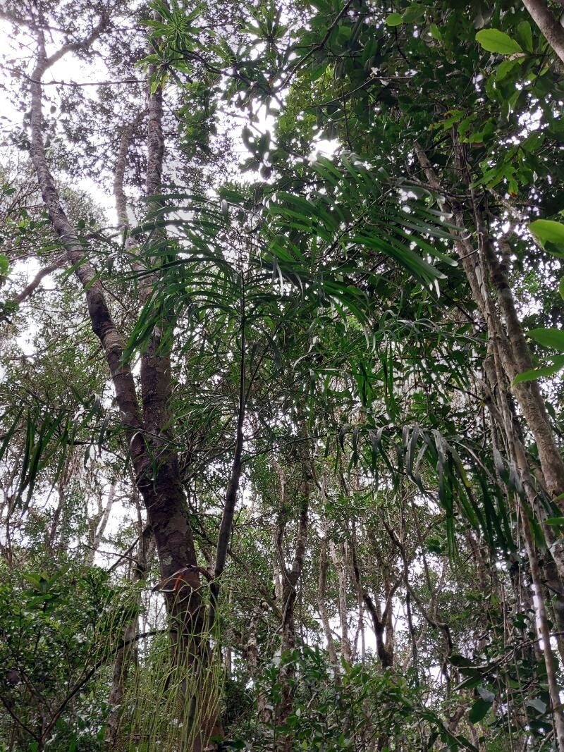 Dypsis nodifera — search result for 'Dypsis'