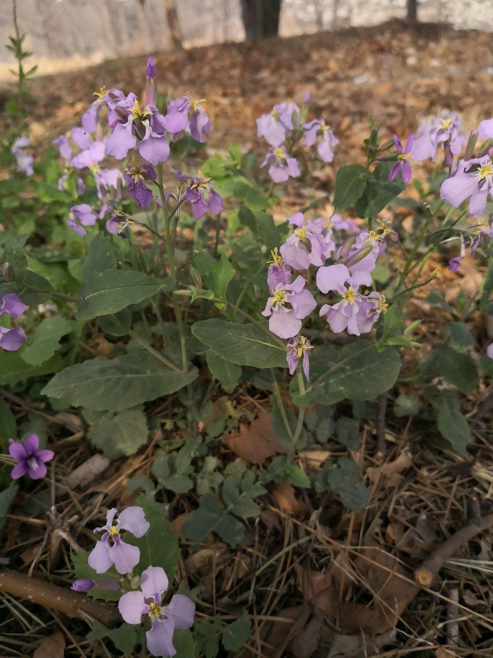 Orychophragmus violaceus habit