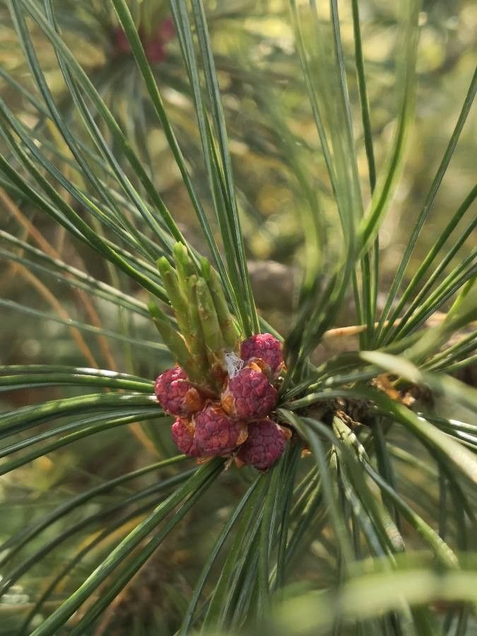 Pinus cembra flower