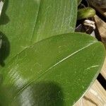 Phalaenopsis amabilis