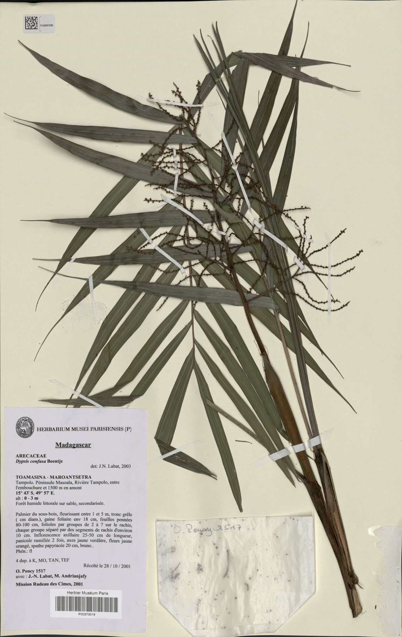 Dypsis confusa — houseplant care guide