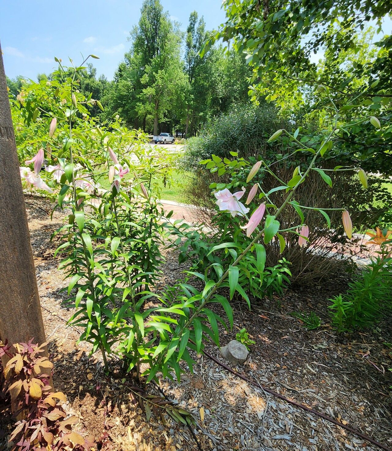 Lilium speciosum habit
