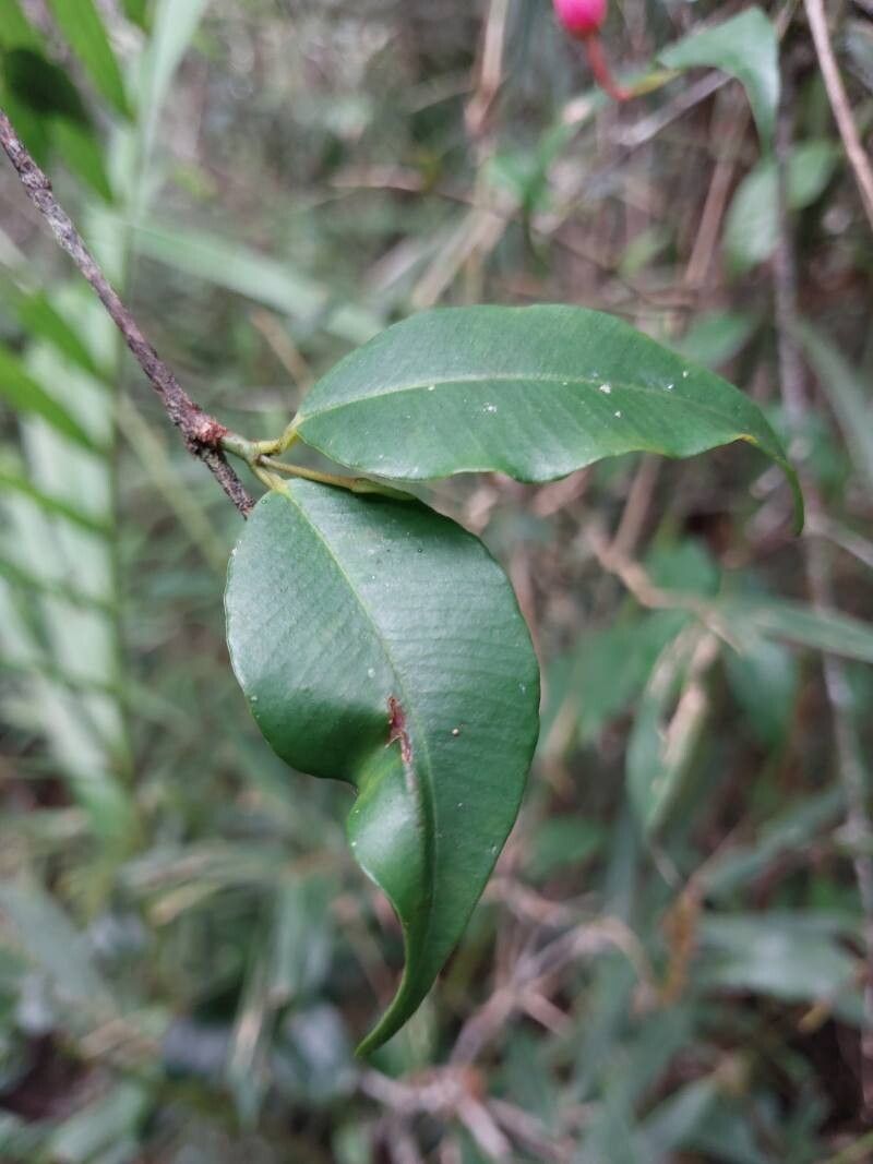 Symphonia pauciflora — houseplant care guide