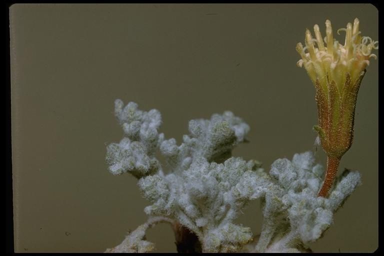 Chaenactis nevadensis flower