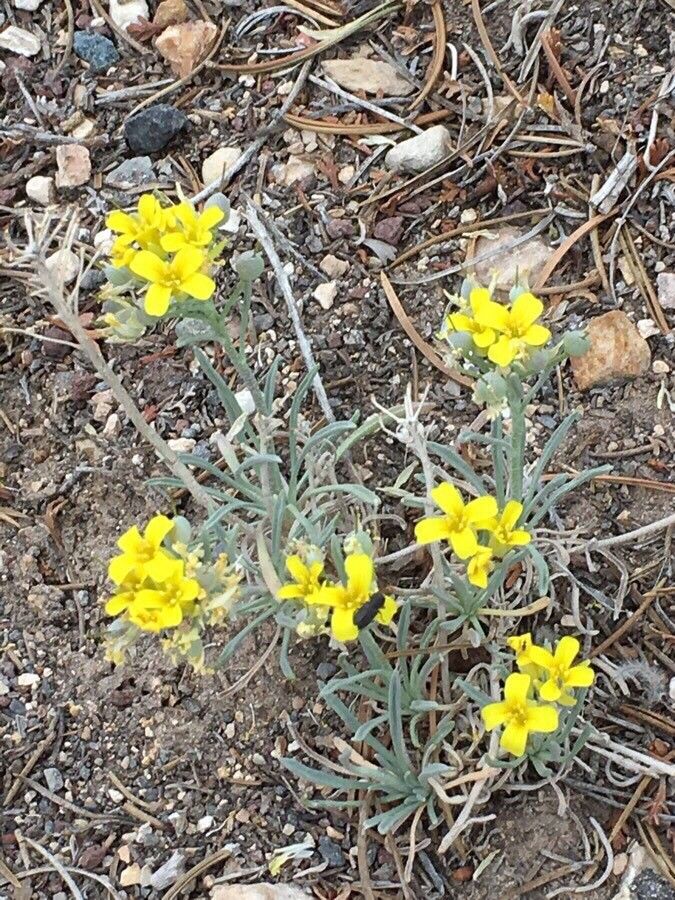 Physaria intermedia habit