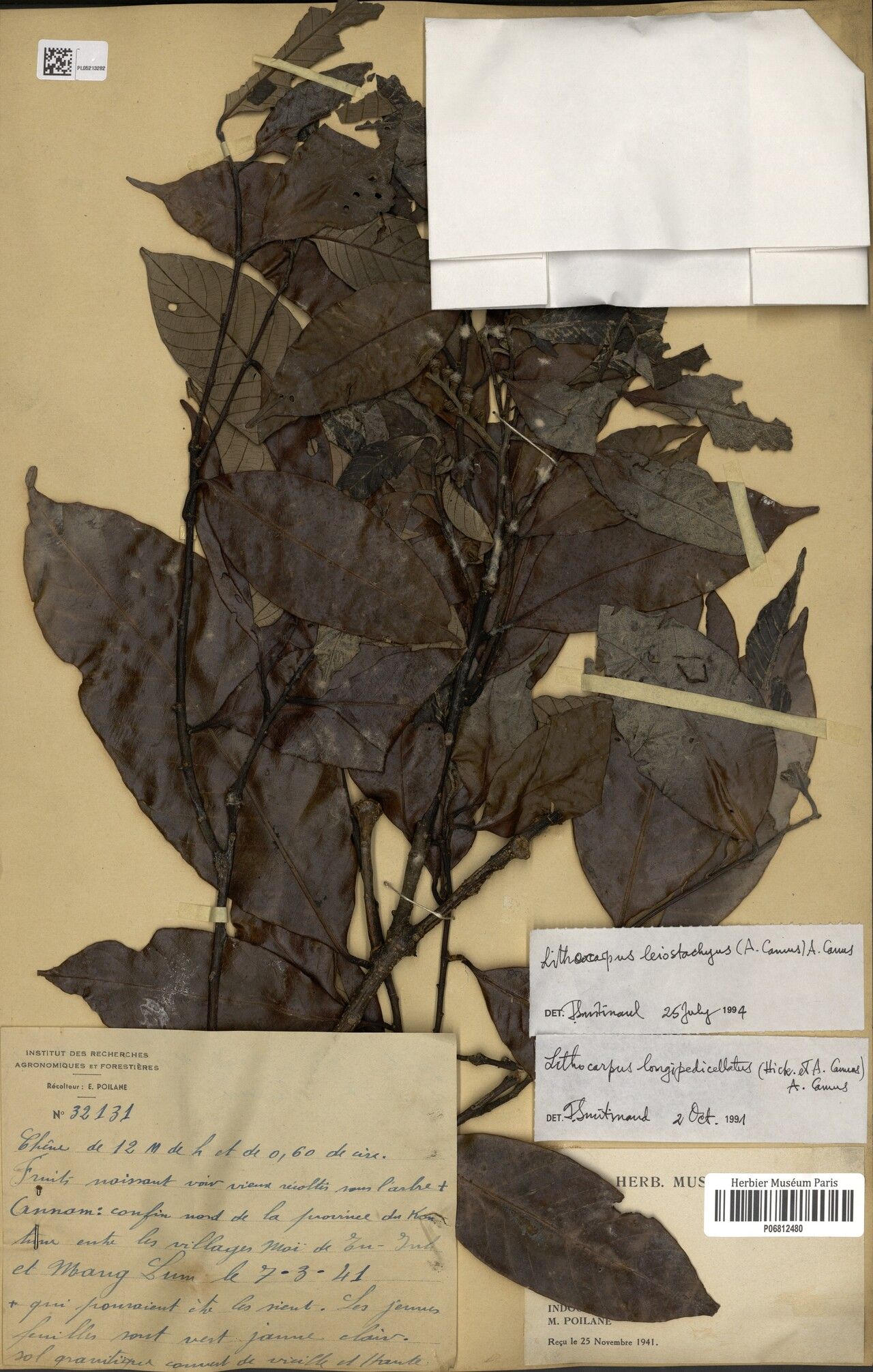 Lithocarpus leiostachyus — houseplant care guide