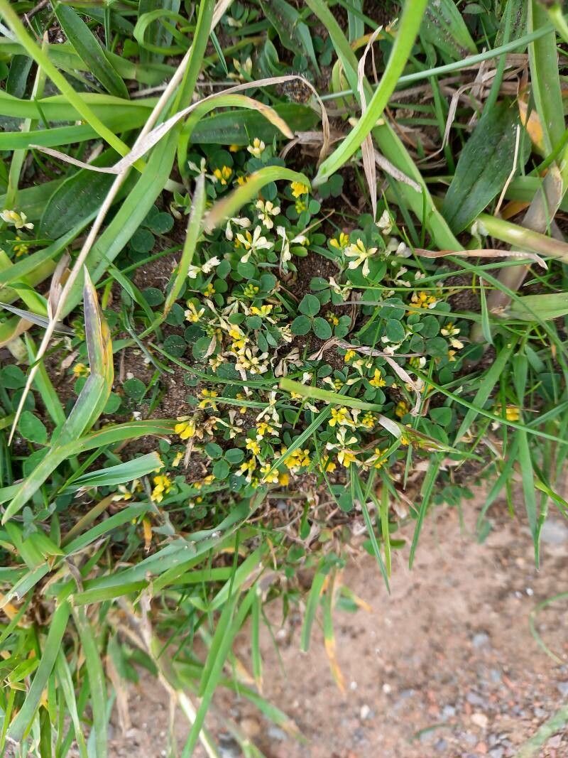 Trifolium micranthum flower