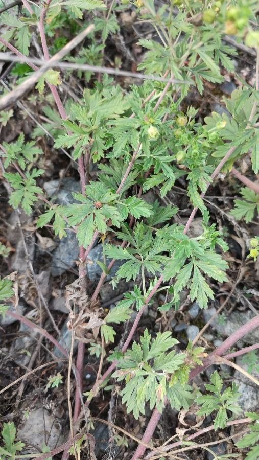 Potentilla tobolensis leaf