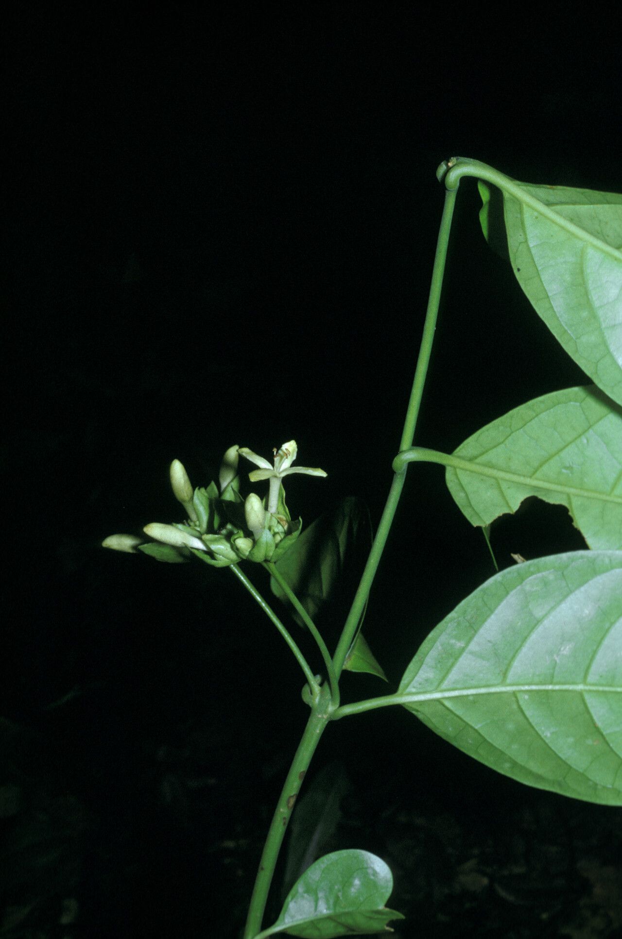 Aegiphila macrantha leaf