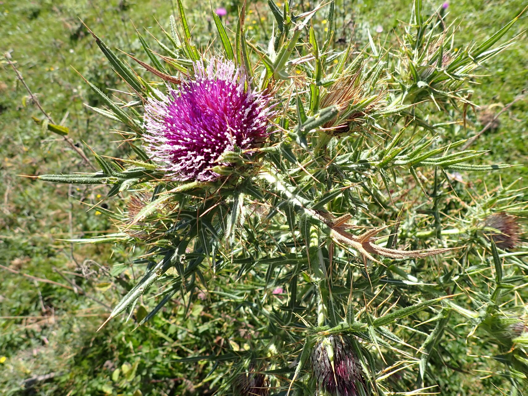 Cirsium richterianum leaf