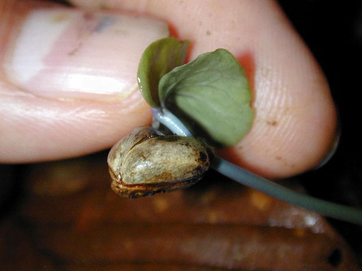 Palicourea beachiana fruit