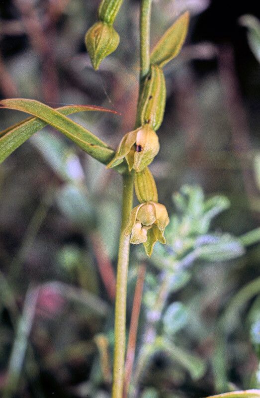 Epipactis phyllanthes flower