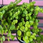 Pilea nummulariifolia