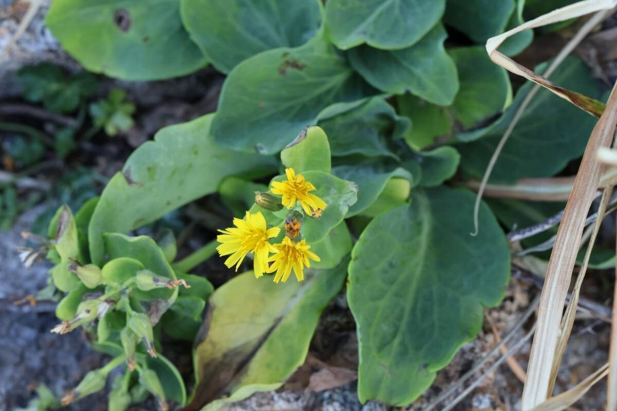 Crepidiastrum lanceolatum flower