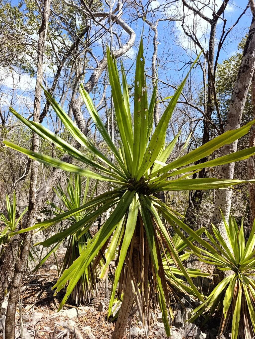 Pandanus biceps — houseplant care guide