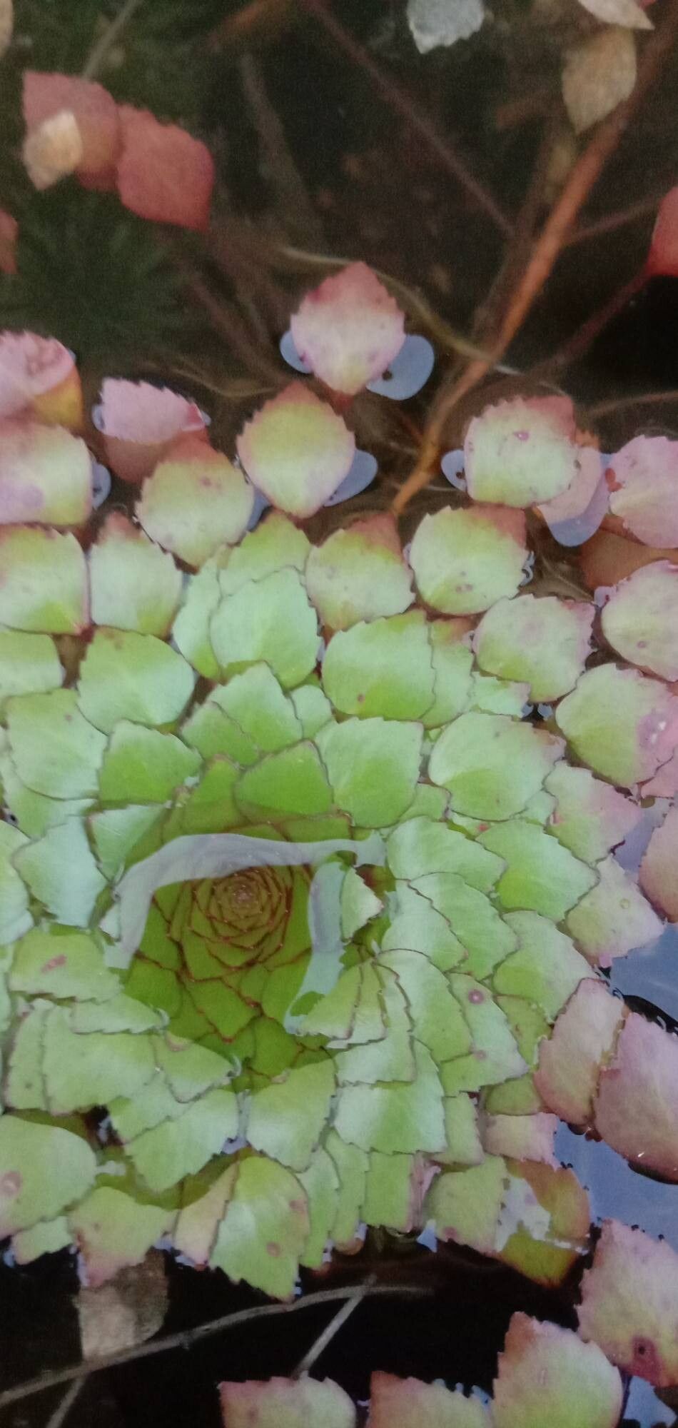 Ludwigia sedoides — search result for 'Ludwigia'