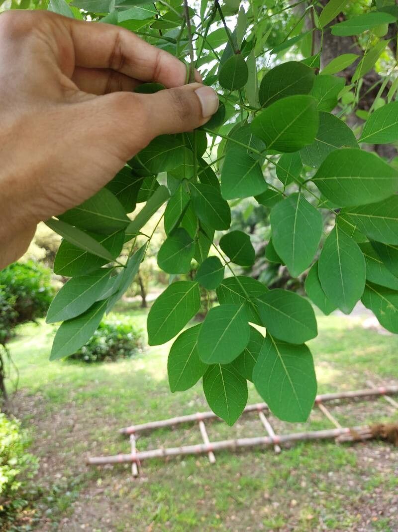 Millettia peguensis — houseplant care guide