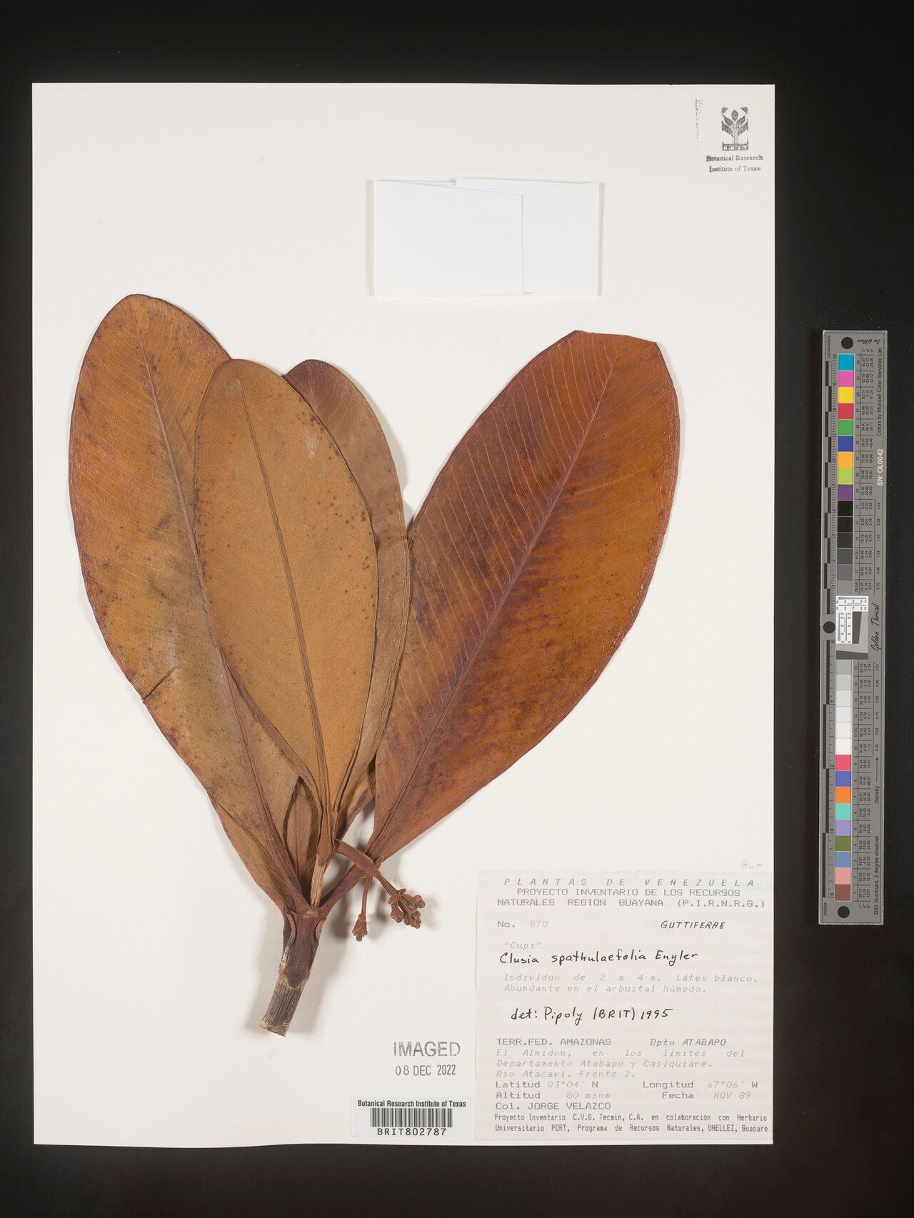 Clusia spathulifolia — search result for 'Clusia'