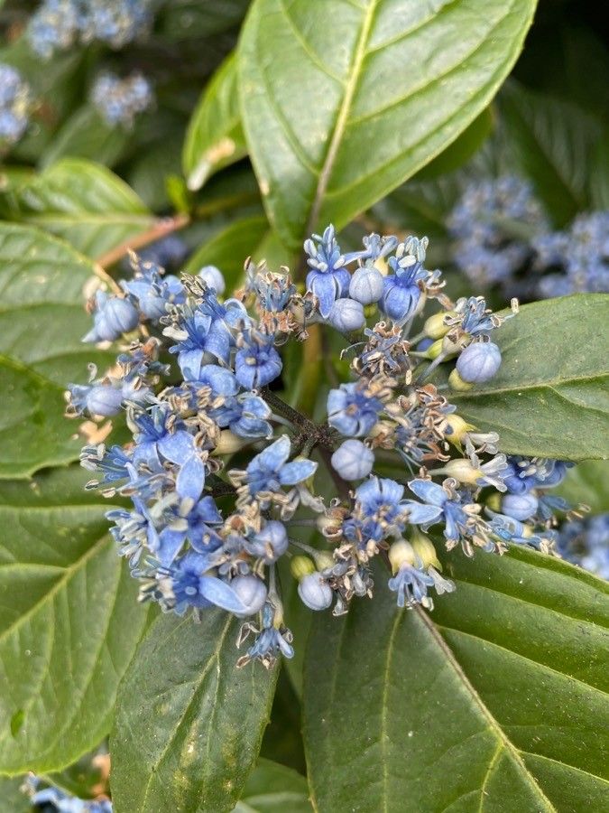 Dichroa versicolor flower