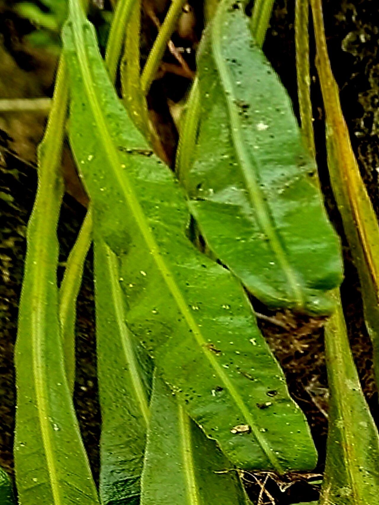 Campyloneurum costatum — houseplant care guide