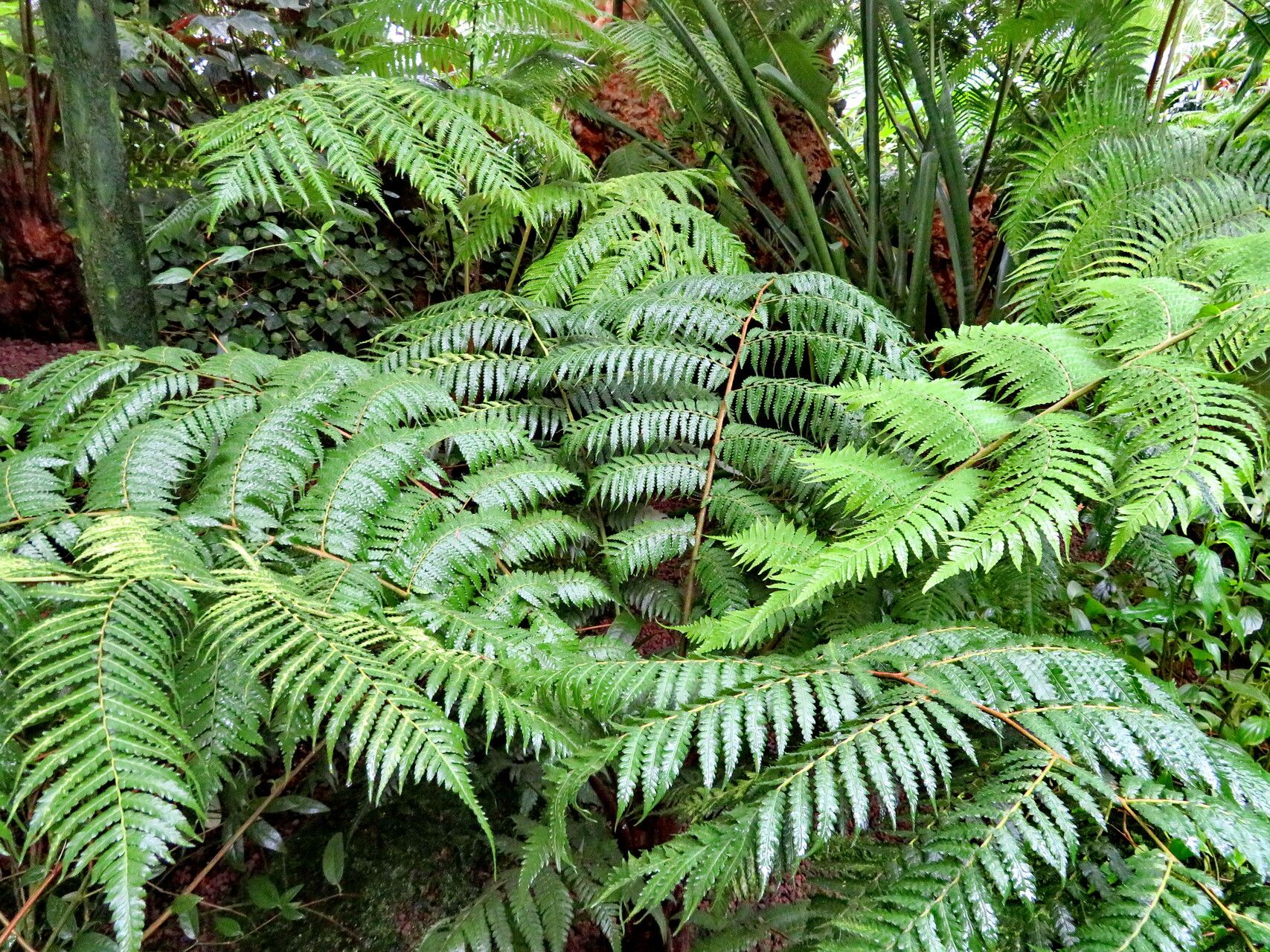 Dicksonia youngiae habit
