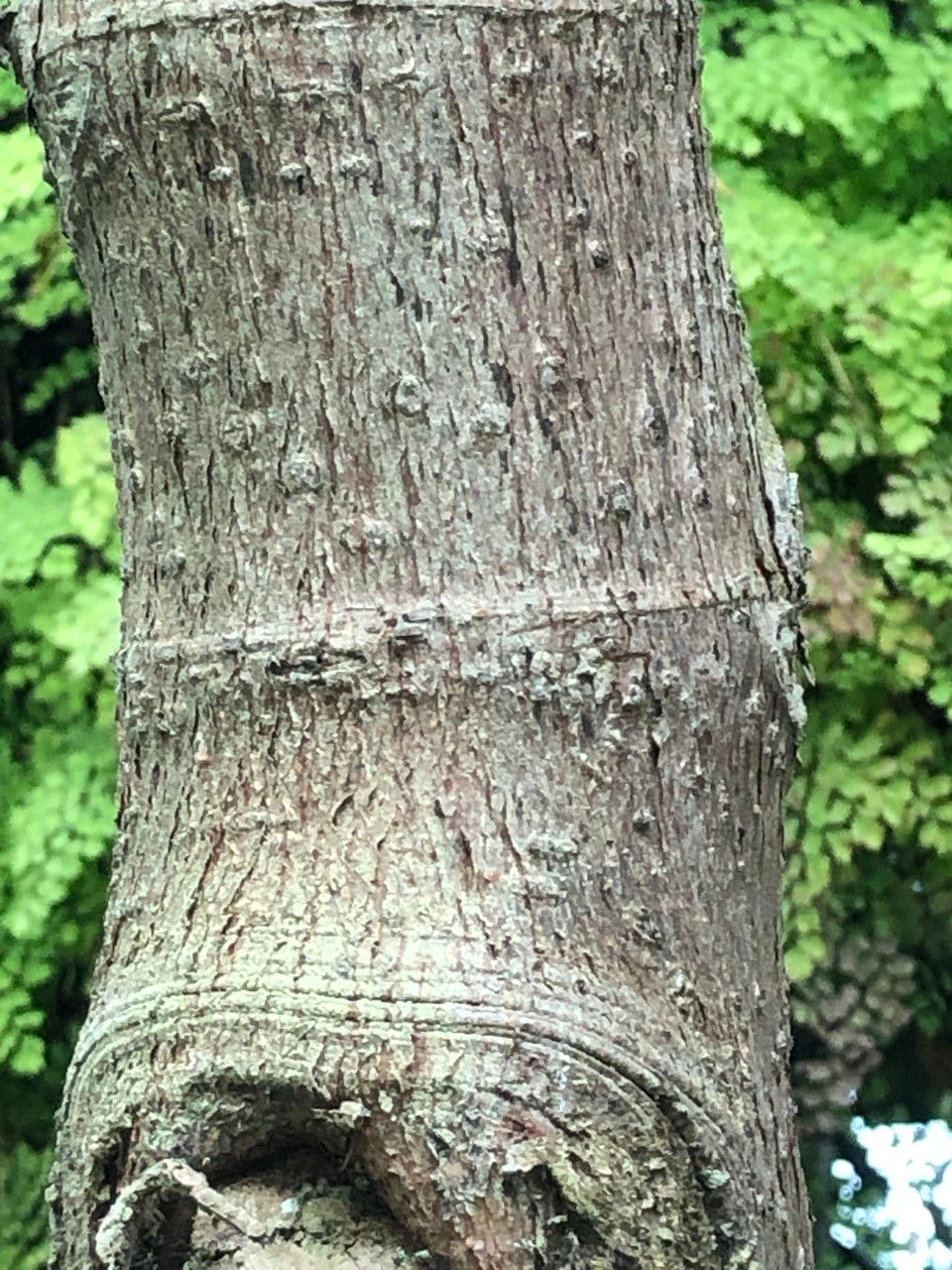 Ficus dammaropsis bark