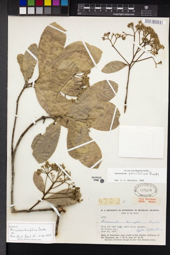 Anacardium parvifolium — houseplant care guide