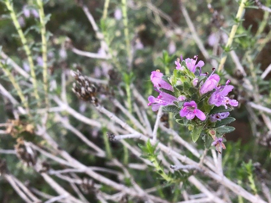 Thymbra capitata flower