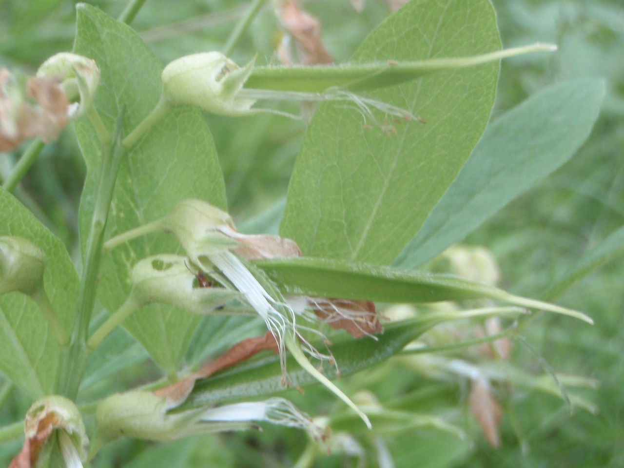 Lathyrus ochraceus fruit