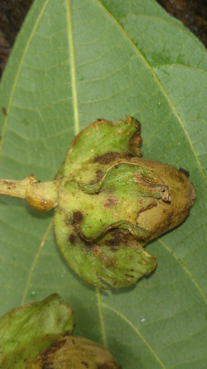 Matisia pacifica fruit