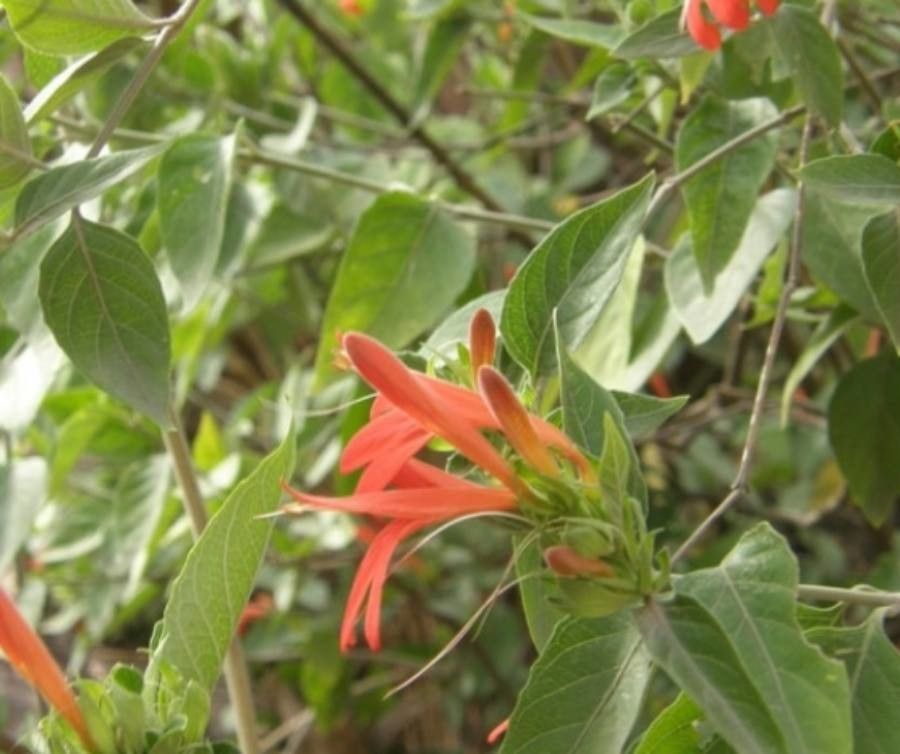 Dianthera candicans flower