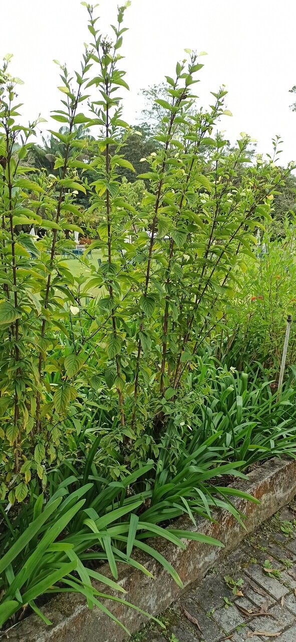Mussaenda philippica bark