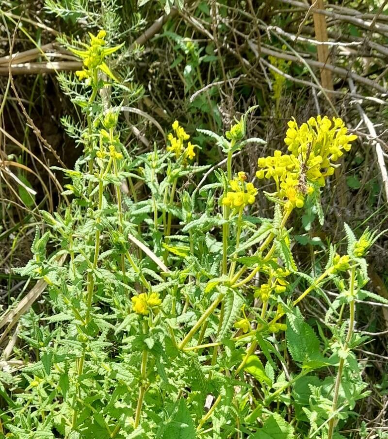 Calceolaria teucrioides habit