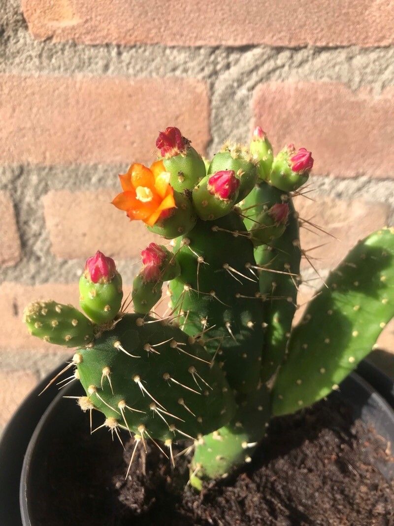 Tacinga palmadora flower