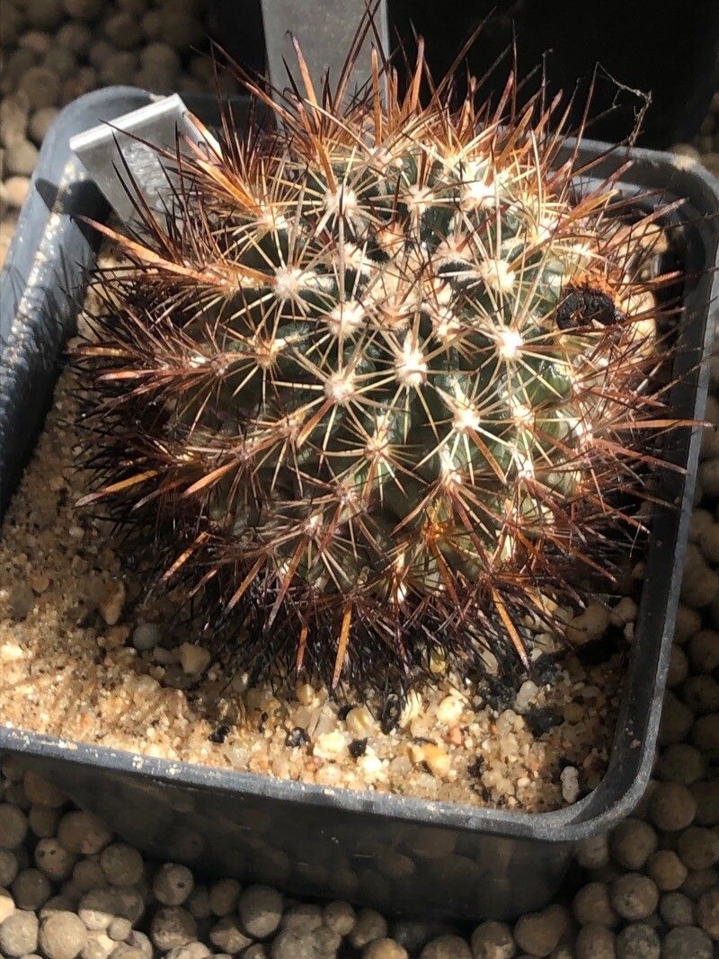 Sclerocactus scheeri — houseplant care guide