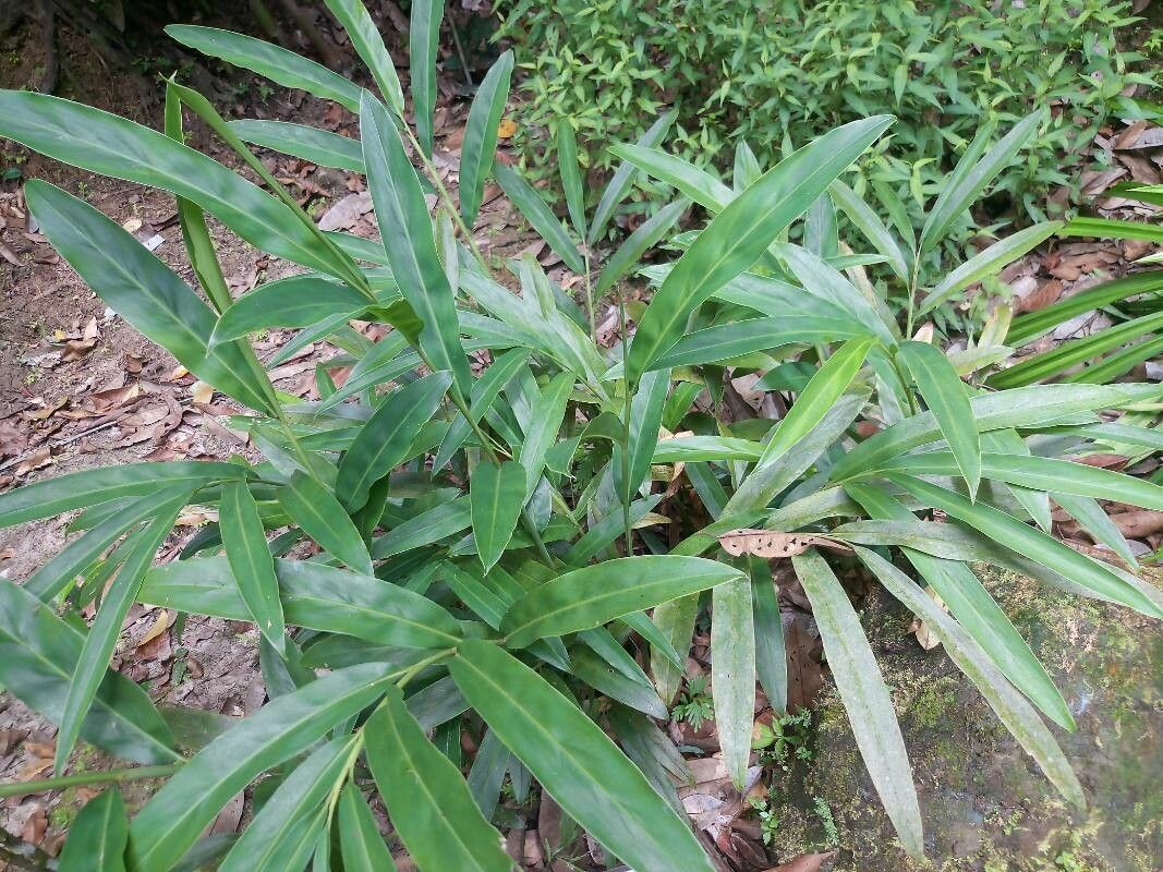 Alpinia galanga — related species from the same genus