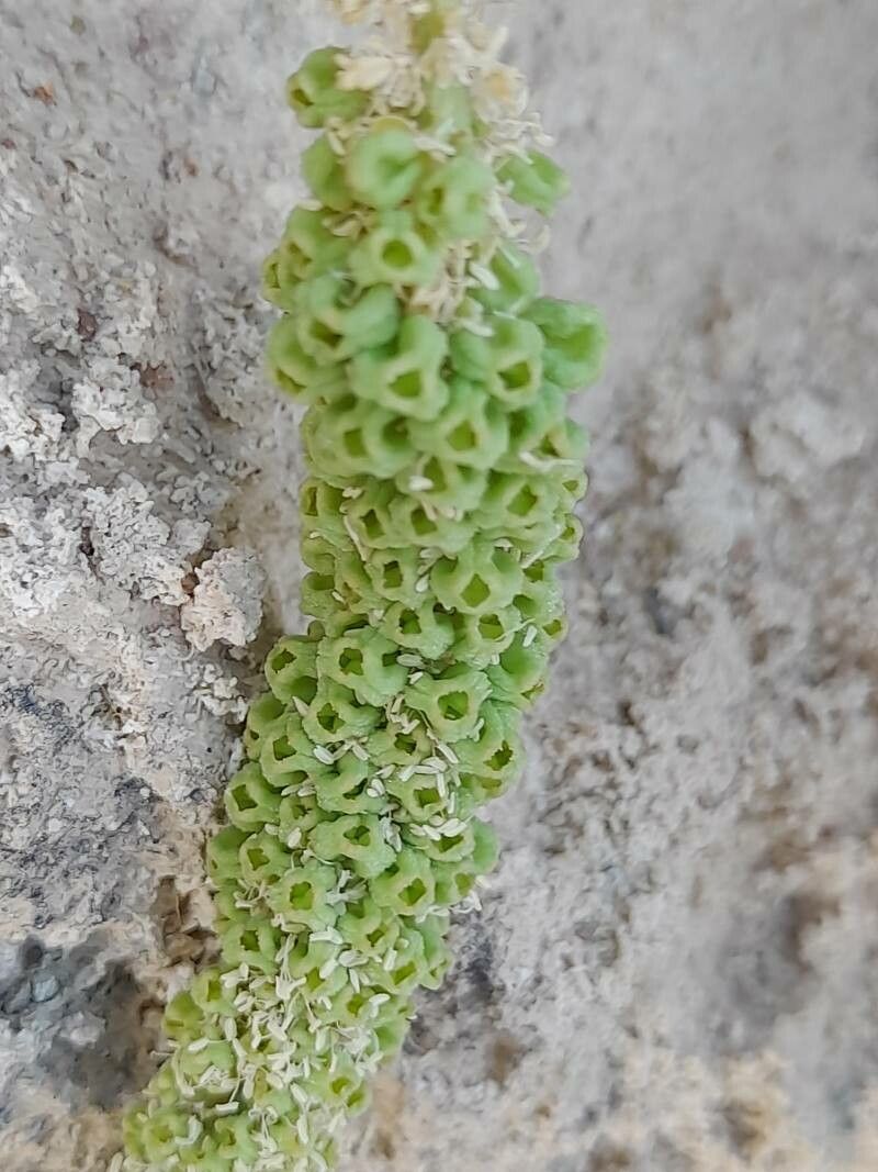 Reseda aucheri fruit
