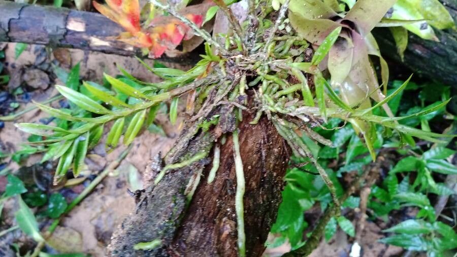 Dichaea panamensis habit