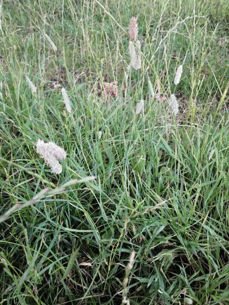 Phleum bertolonii — related species from the same genus