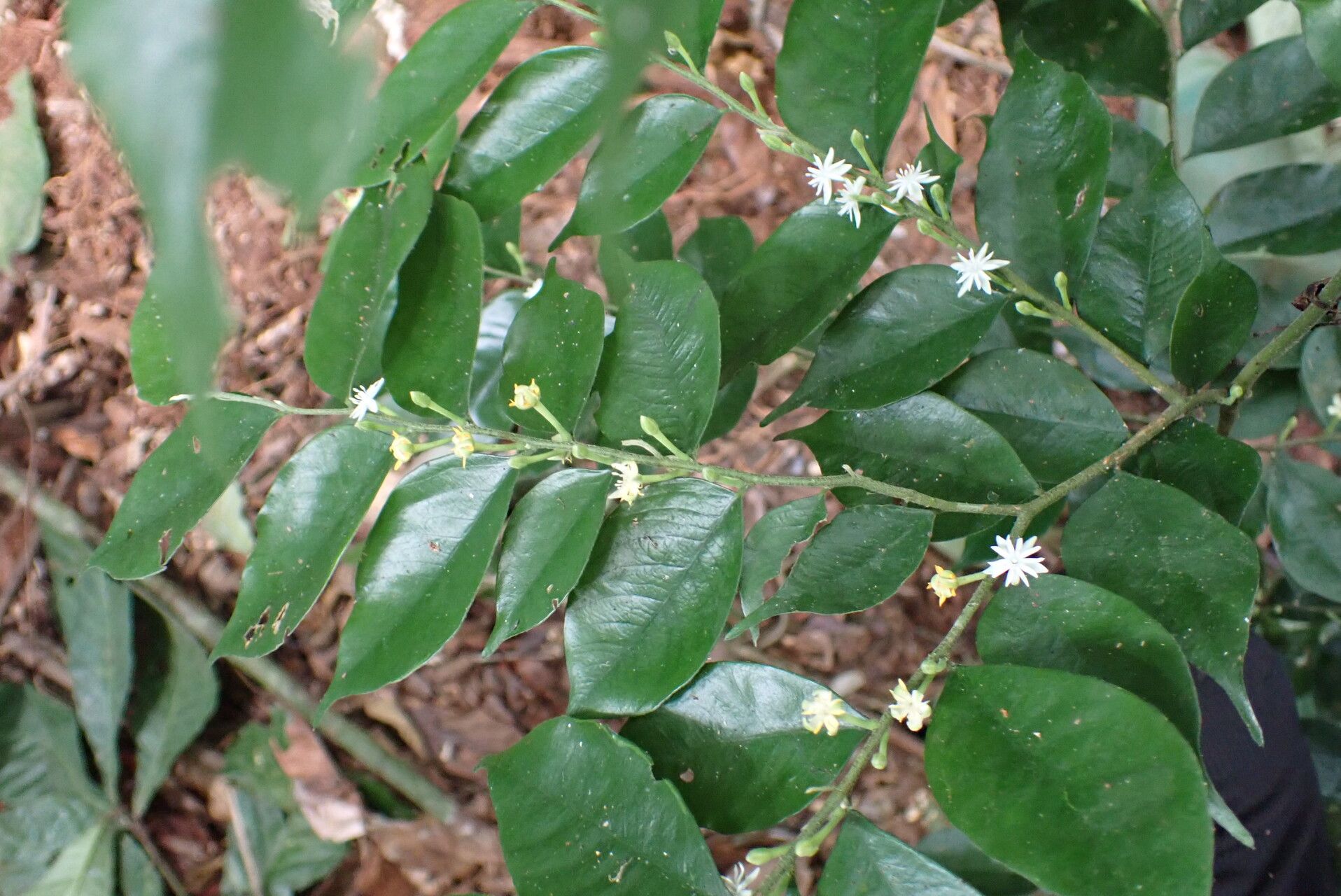 Dicranolepis buchholzii flower