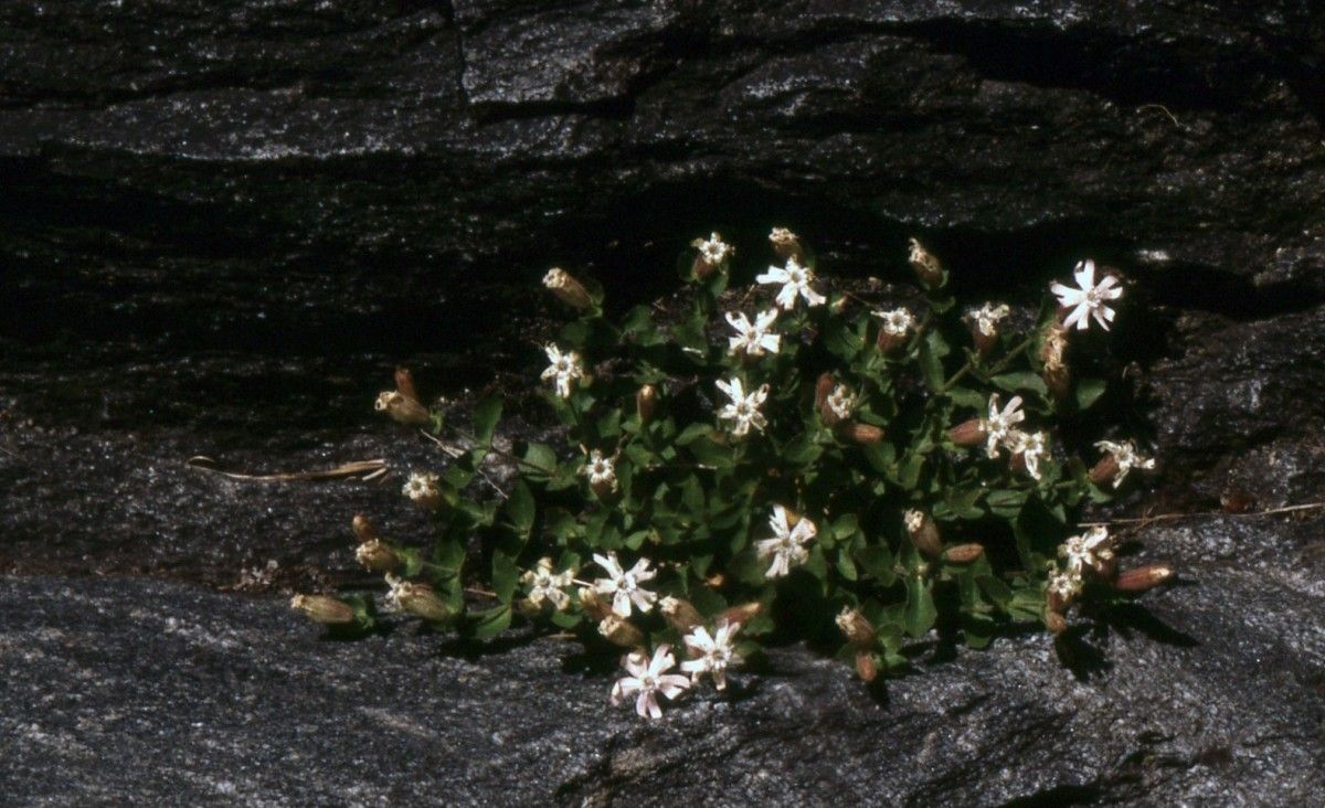 Silene cordifolia habit