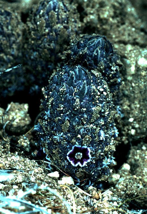 Pholisma arenarium habit