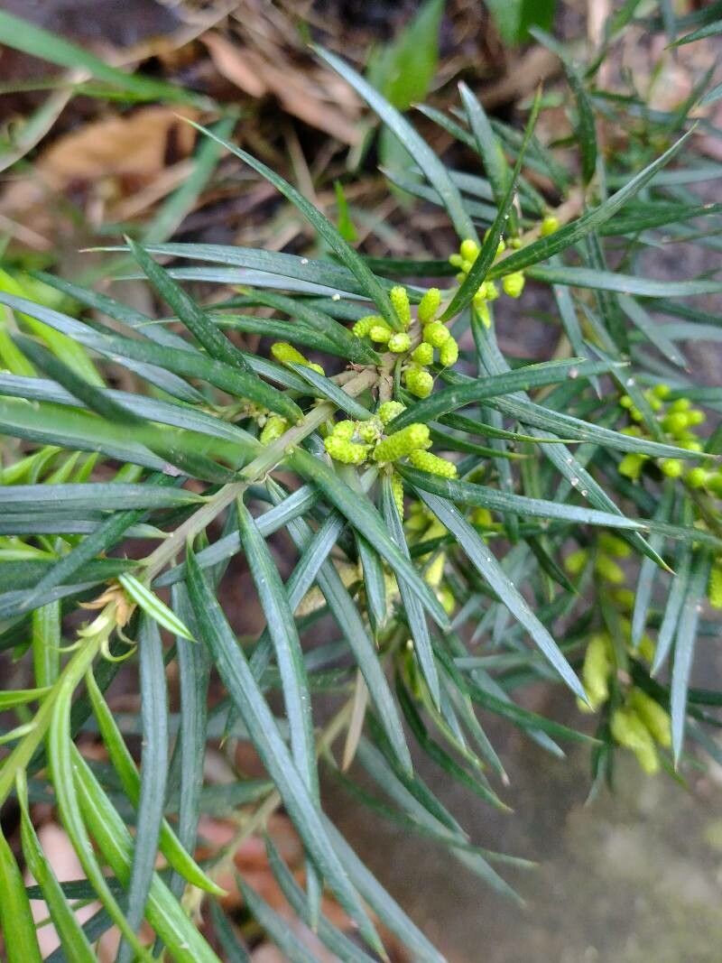 Podocarpus spinulosus — search result for 'Podocarpus'