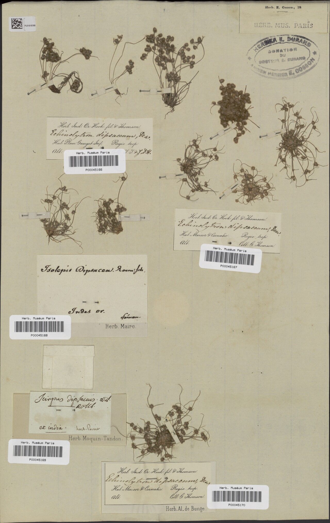 Fimbristylis dipsacea — houseplant care guide